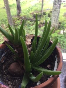 12 Ways To Start Homesteading Today Image